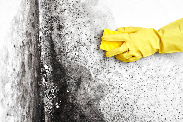 Best Residential Mold Inspection & Testing  in Cabot, AR